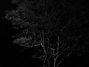 Preview wallpaper tree, branches, night, black and white, dark