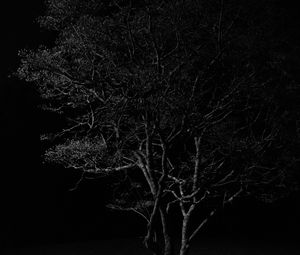 Preview wallpaper tree, branches, night, black and white, dark