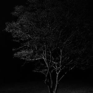 Preview wallpaper tree, branches, night, black and white, dark