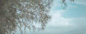 Preview wallpaper tree, branches, reflection, water, surface