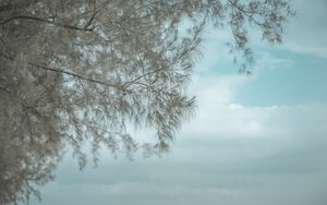 Preview wallpaper tree, branches, reflection, water, surface