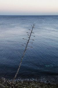 Preview wallpaper tree, branches, sea, nature, minimalism