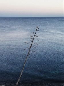 Preview wallpaper tree, branches, sea, nature, minimalism