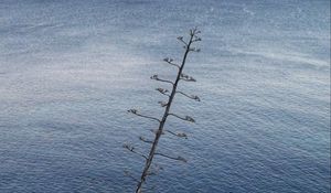 Preview wallpaper tree, branches, sea, nature, minimalism