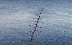 Preview wallpaper tree, branches, sea, nature, minimalism