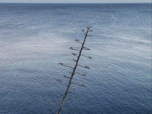 Preview wallpaper tree, branches, sea, nature, minimalism