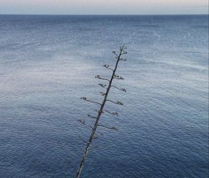 Preview wallpaper tree, branches, sea, nature, minimalism