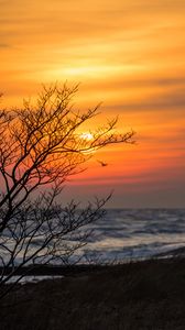 Preview wallpaper tree, branches, sea, sunset
