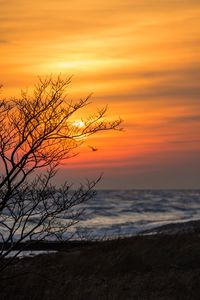 Preview wallpaper tree, branches, sea, sunset