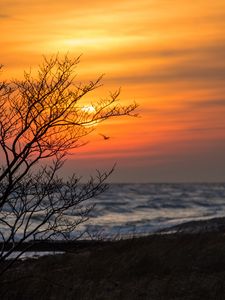 Preview wallpaper tree, branches, sea, sunset