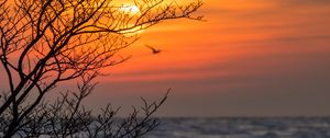 Preview wallpaper tree, branches, sea, sunset