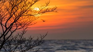 Preview wallpaper tree, branches, sea, sunset