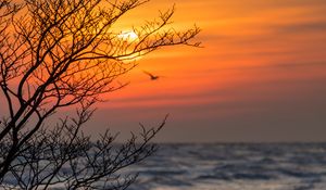 Preview wallpaper tree, branches, sea, sunset
