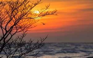 Preview wallpaper tree, branches, sea, sunset