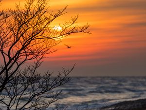 Preview wallpaper tree, branches, sea, sunset