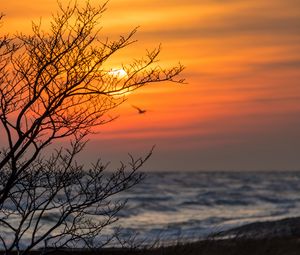 Preview wallpaper tree, branches, sea, sunset