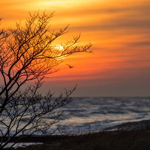 Preview wallpaper tree, branches, sea, sunset