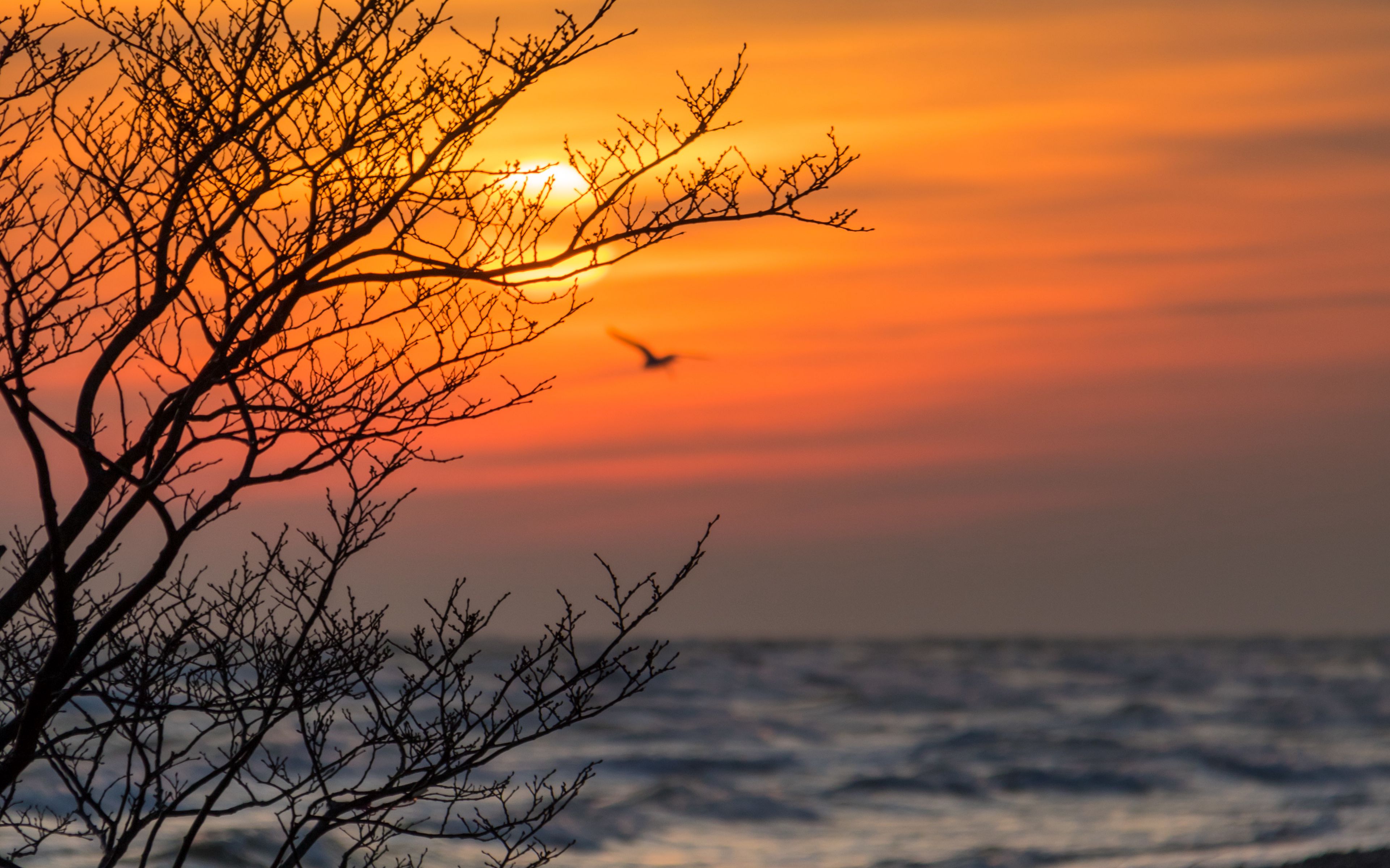 Download wallpaper 3840x2400 tree, branches, sea, sunset 4k ultra hd 16