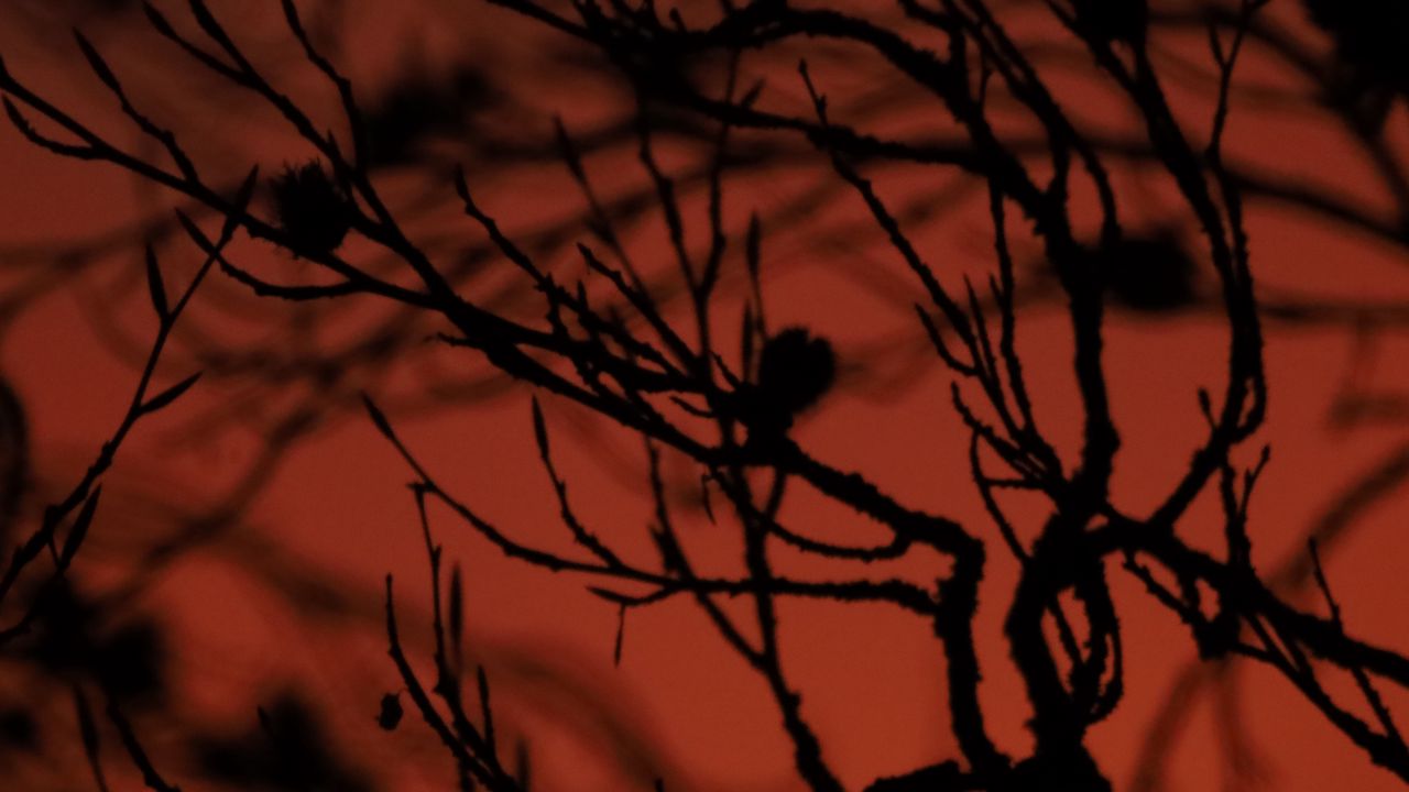 Wallpaper tree, branches, silhouette, dark