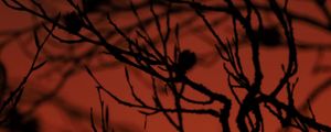 Preview wallpaper tree, branches, silhouette, dark