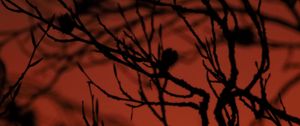 Preview wallpaper tree, branches, silhouette, dark