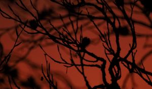 Preview wallpaper tree, branches, silhouette, dark