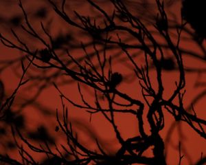 Preview wallpaper tree, branches, silhouette, dark