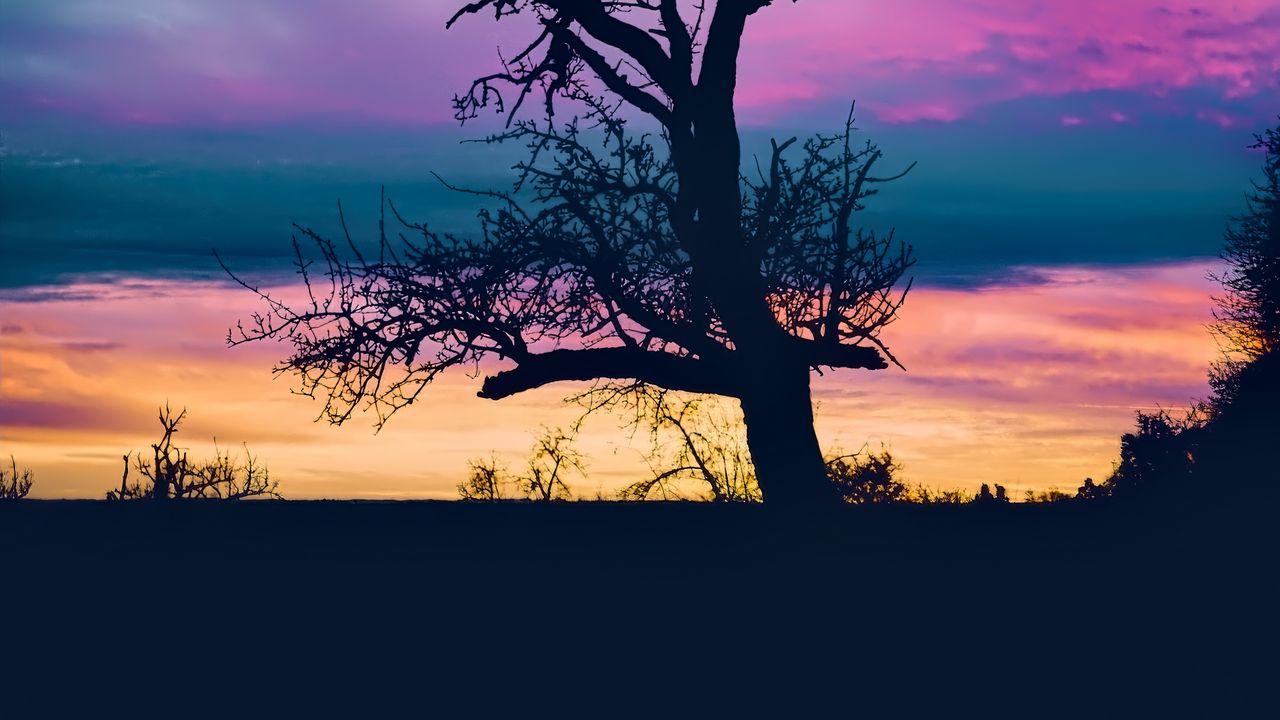 Wallpaper tree, branches, silhouette, sky, evening, dark