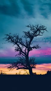 Preview wallpaper tree, branches, silhouette, sky, evening, dark