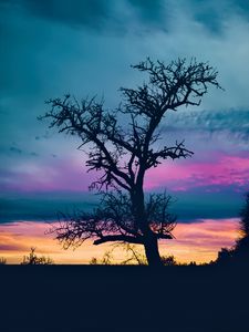 Preview wallpaper tree, branches, silhouette, sky, evening, dark