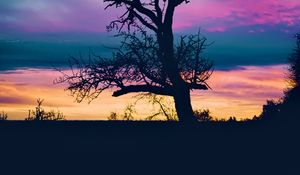 Preview wallpaper tree, branches, silhouette, sky, evening, dark