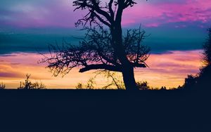 Preview wallpaper tree, branches, silhouette, sky, evening, dark