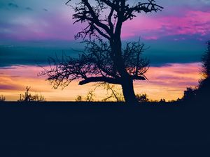 Preview wallpaper tree, branches, silhouette, sky, evening, dark