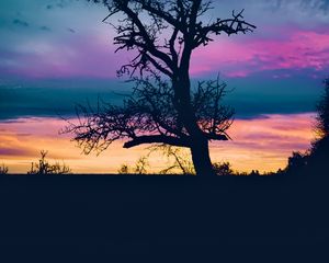 Preview wallpaper tree, branches, silhouette, sky, evening, dark