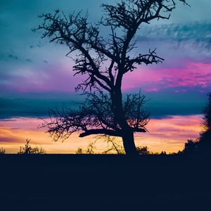 Preview wallpaper tree, branches, silhouette, sky, evening, dark