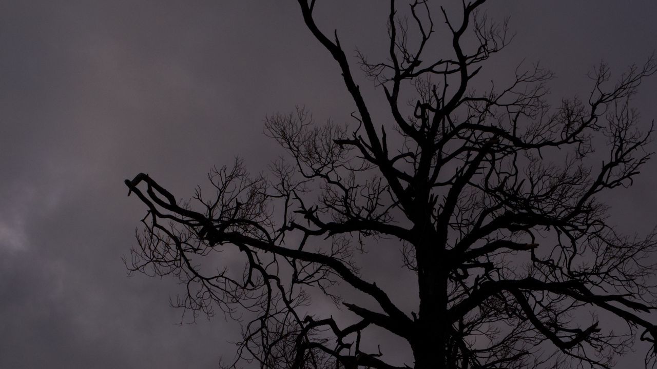 Wallpaper tree, branches, silhouette, sky
