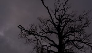 Preview wallpaper tree, branches, silhouette, sky
