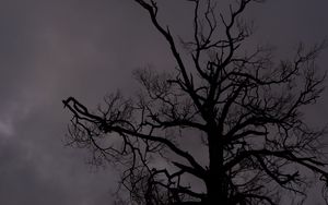 Preview wallpaper tree, branches, silhouette, sky