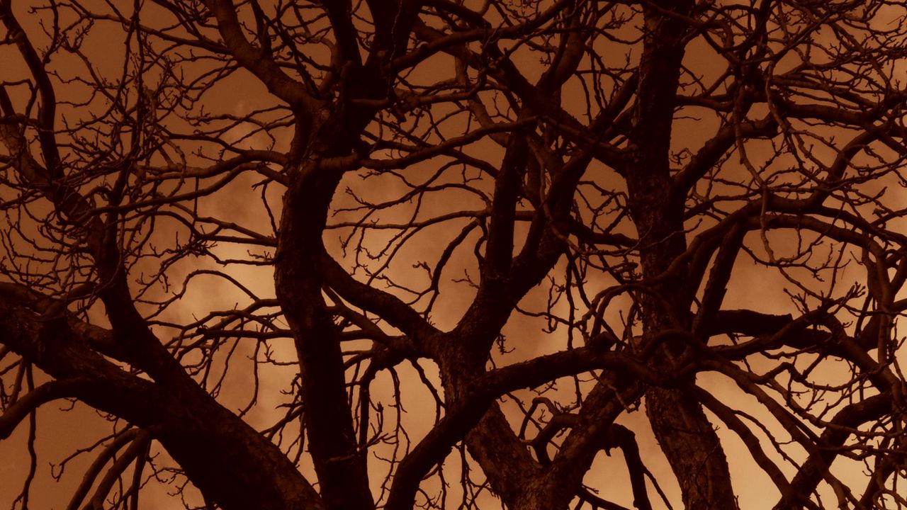 Wallpaper tree, branches, silhouette, sunset, sky