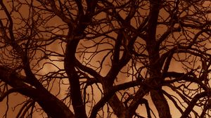 Preview wallpaper tree, branches, silhouette, sunset, sky