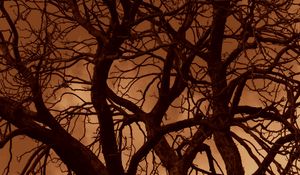 Preview wallpaper tree, branches, silhouette, sunset, sky