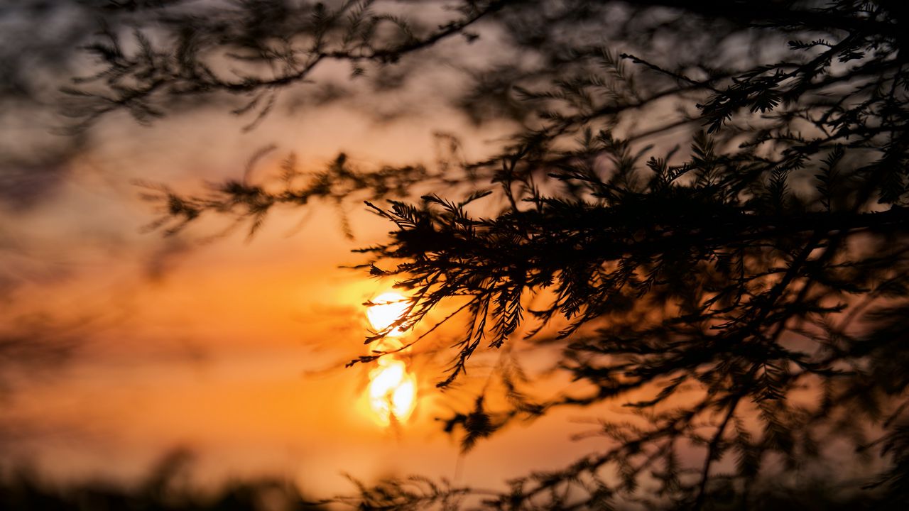 Wallpaper tree, branches, silhouette, sun, sunset