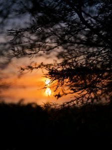 Preview wallpaper tree, branches, silhouette, sun, sunset