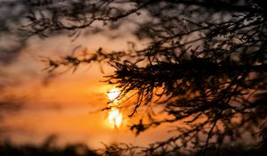 Preview wallpaper tree, branches, silhouette, sun, sunset