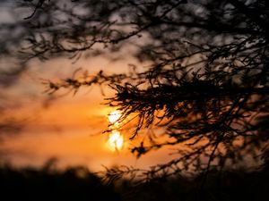 Preview wallpaper tree, branches, silhouette, sun, sunset