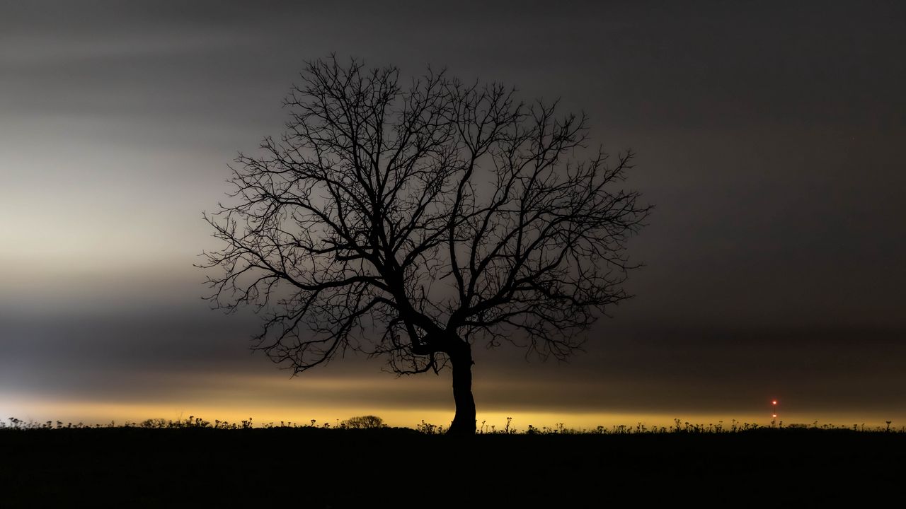 Wallpaper tree, branches, silhouette, clouds, twilight, dark