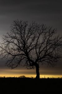 Preview wallpaper tree, branches, silhouette, clouds, twilight, dark