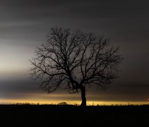 Preview wallpaper tree, branches, silhouette, clouds, twilight, dark