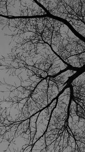 Preview wallpaper tree, branches, silhouette, black and white