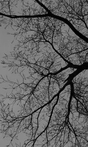 Preview wallpaper tree, branches, silhouette, black and white